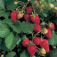 strawberryplant
